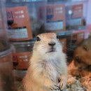 남구-037 | 울산 파충류샵 와우펫앤쥬 본점 이색동물 분양 하는곳