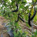 백헌농장 이미지