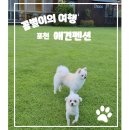 커피쿡포천 | 포천 애견 펜션 콩알펜션 : 강아지와 함께한 여름휴가