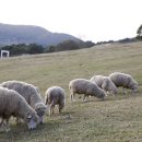 새터목장 이미지