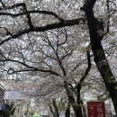 대야초등학교 | 진해 군항제 벚꽃 명소 방문 및 주차장 꿀팁 정리(26.4/5 방문)