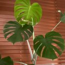 맑은하늘정형외과의원 이미지