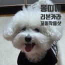 리본 | 몽띠에 리본 슬리브리스 후기, 비숑 꼬미 착용샷🐶