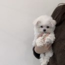 바른 애견 이미지