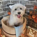 강아지공간 이미지