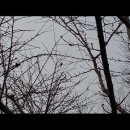 2015. 3.17 빛터 박새 소리 이미지