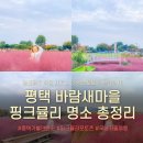 바람새마을 | 경기도 평택 10월 가볼만한곳 | 바람새마을축제 핑크뮬리 명소 (입장료·주차·포토존)