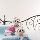 엄마손동물병원 이미지