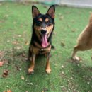 동물보육원 김포지부 이미지