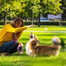 WITTY PUPPY 이미지