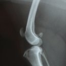 위니펫동물병원 이미지