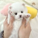 부산강아지분양 마이뭉 24시 이미지