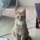 엑슬루 동물병원 | 금자 고양이 이물질 섭취 응급개복수술 후기