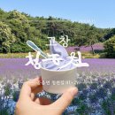 청천농원 | [고창/관광] 청천마을 보랏빛 향기에 물든 초여름의 청농원 라벤더축제
