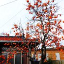 1002카랜드 | 2024.11.14. [경남山行記 187] 경남 하동 금오산