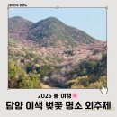2025 담양 국내 이색 벚꽃 산벚꽃 명소 외추제 방문후기