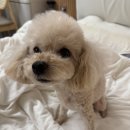 몽몽바블펫# 이미지