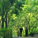 월아산 숲속의 진주 이미지