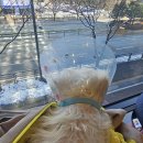 바라다 동물병원 | 강아지 십자인대 단열 수술 :: 수술 결정, 수술 당일