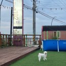 더멍102 이미지