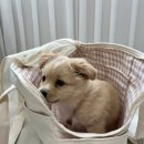 오라고동물병원 이미지