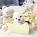 해피애견타운강아지분양서울본점 말티푸 미니비숑프리제 포메 이미지