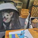 양주 가볼만한곳 애견동반 브런치 카페 그릴휘바 헤세의정원