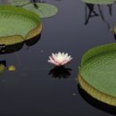 크루지아나 이미지