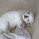 강아지 켄넬 이미지