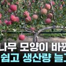 사과나무 Daum카페