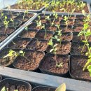 성목목장 이미지