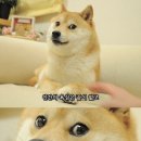 알아 이미지