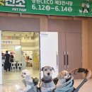 펫아크 | 창원 펫친소 2026 방문 후기｜아크보호소 식용견 구조견 유기견 홍보 부스부터 레가토 강아지유모차...