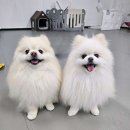 온리 펫살롱 이미지