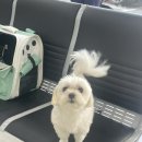 펫코노미 | [제주도 배편] 씨월드고속훼리 목포 제주 배편 후기 (feat. 애견동반)