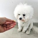 선가 | 강아지 관절에 좋은 반려견 영양제 겸 간식으로 홍선가 져키 급여 후기