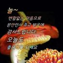 맴맴 이미지