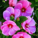 운동화세탁소 이미지