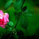 화어(畵語) 이미지