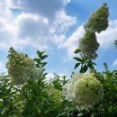 윙키핑키 이미지