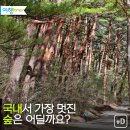 아름다운숲