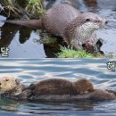 해달 이미지