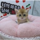 신반포로43길 10 | 서울고양이분양 색다른 인연