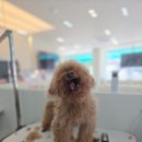 강아지 이발소 | [서울] 목동 애견미용 잘하는곳 픽드랍 정확한 금액측정 강아지미용실 ,펫이발소