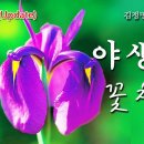 [꽃 이야기 175회] 화려한 꿀점을가진 붓꽃과 - 꽃창포 이미지