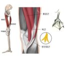 김정은 필라테스 | 화성 필라테스 , 무릎 안쪽이 아파서 병원에 갔더니 거위발건염?