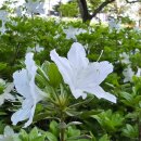 🌸 대전 한밭수목원 새벽 산책 후기｜봄꽃 절정, 힐링 산책코스 추천