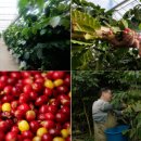 대형농장 이미지