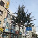 가로수 이미지