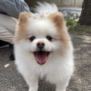 네일마루비